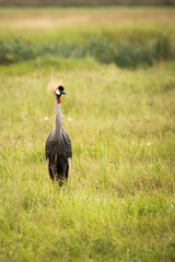 Grey crowned crane bird in the grass during safari in Ngorongoro National Park, Tanzania. Wild nature of africa.