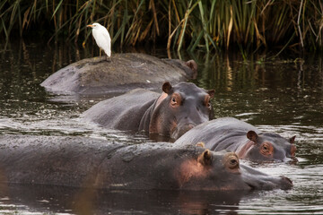 Fototapeta na wymiar Group of Hippopotamus with shite bird on theme during safari in Ngorongoro National Park, Tanzania. Wild nature of Africa
