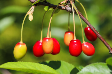 Cherries on a tree branch in the garden