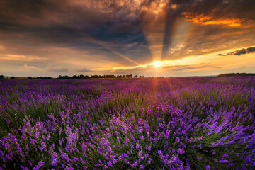 Beautiful lavender field sunset landscape © Piotr Krzeslak