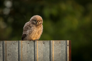 Beautiful owl staying on a metal fence with green background during sunrise