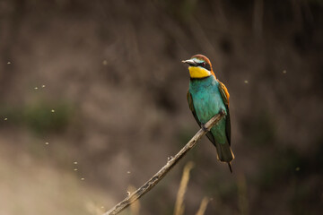 Beautiful and colourful bee eater on the stick with doph background