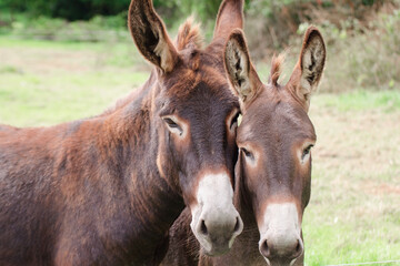 two brown donkeys who love each other, green background, summer time