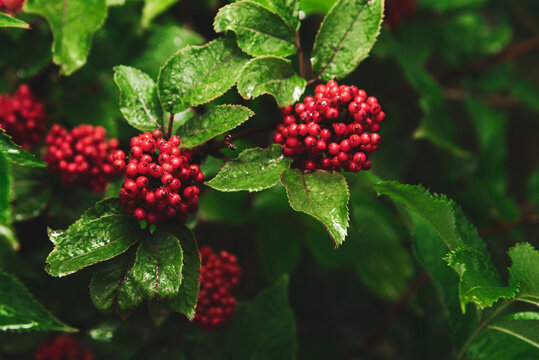 Sambucus callicarpa on a green background close-up. Sambucus racemosa berries in the forest. Medicinal plant. Bunch of beautiful red inedible berries. Poisonous berries4