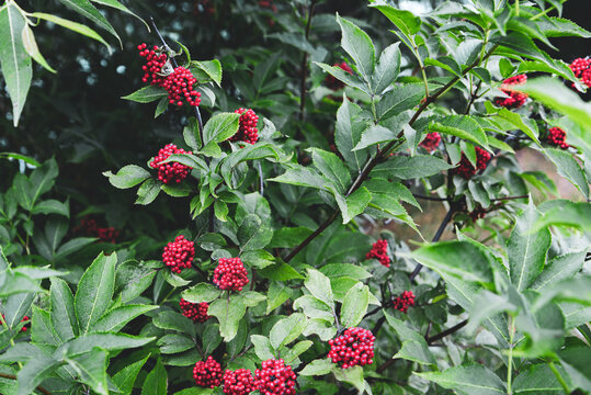 Sambucus callicarpa on a green background close-up. Sambucus racemosa berries in the forest. Medicinal plant. Bunch of beautiful red inedible berries. Poisonous berries3