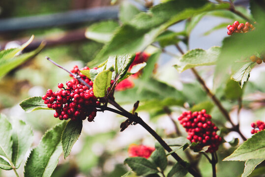 Sambucus callicarpa on a green background close-up. Sambucus racemosa berries in the forest. Medicinal plant. Bunch of beautiful red inedible berries. Poisonous berries2