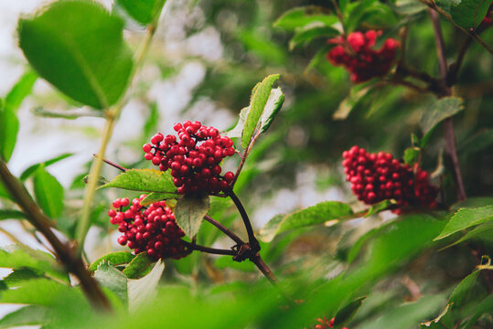 Sambucus callicarpa on a green background close-up. Sambucus racemosa berries in the forest. Medicinal plant. Bunch of beautiful red inedible berries. Poisonous berries