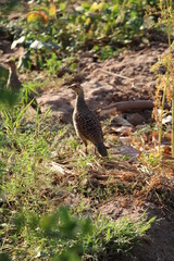 nature with sparrow, bird, flying, search of food