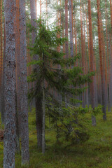 View inside of the pine forest, daytime