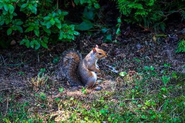squirrel in the park