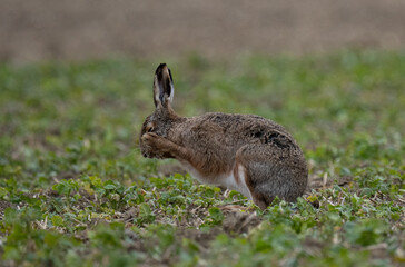Hase beim Putzen