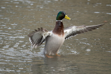 Fototapeta premium Ente