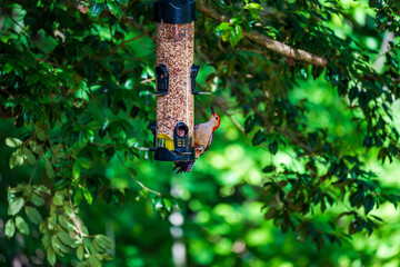 woodpecker on the feeder