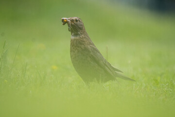 Amsel