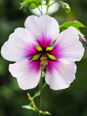 flower nature beautiful day in summer