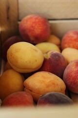 Ripe peaches and apricots in a wooden box