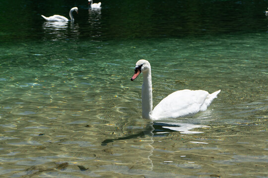 Schw&auml;ne im klaren Bergsee in Kleinarl