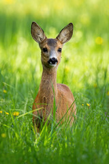 Young roe deer, capreolus capreolus, standing on meadow during the spring. Little fawn observing on field from front view in vertical composition.