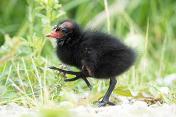 Bachhuhn Küken