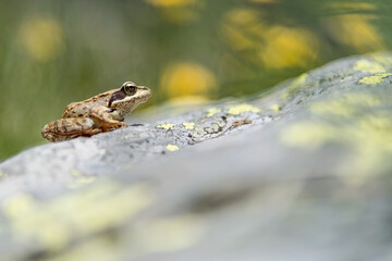 Portrait of Common frog (Rana temporaria)