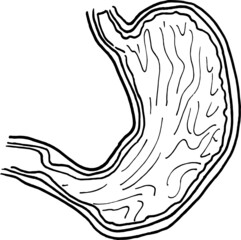 Contour vector outline drawing of human stomach organ. Medical design editable template