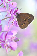 Obraz premium Schmetterling