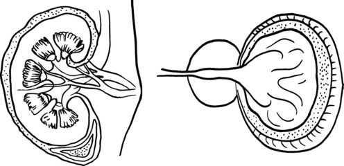 Contour vector outline drawing of human kidneys organ. Medical design editable template