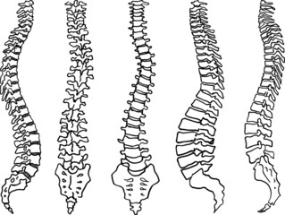 Contour vector outline drawing of human spine skeleton. Medical design editable template