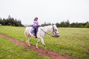 Horse on the ranch, beautiful horses on pasture, eating fresh grass ,countryside landscape