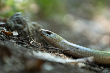 Blindschleiche