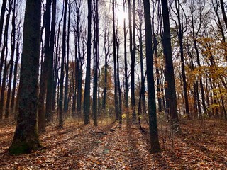 walking into the wood in Virginia, USA