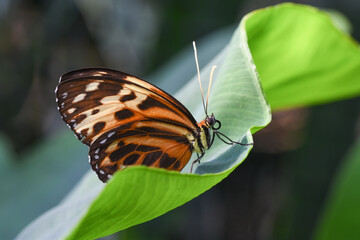 Schmetterling