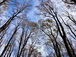 walking into the wood in Virginia, USA