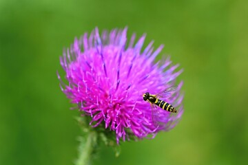 Nice colored thistle with blurred natural background.