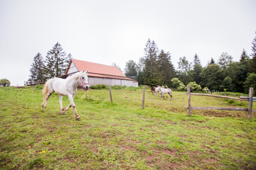 Fototapeta na wymiar Horse on the ranch, beautiful horses on pasture, eating fresh grass ,countryside landscape