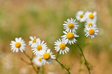 Beautiful flowers - daisies. Summer nature background with flowers.