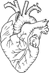 Contour vector outline drawing of human heart organ. Medical design editable template