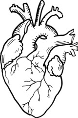 Contour vector outline drawing of human heart organ. Medical design editable template