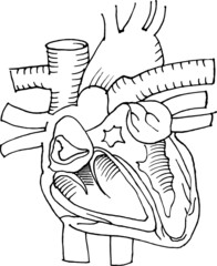 Contour vector outline drawing of human heart organ. Medical design editable template