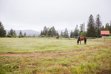 Horse on the ranch, beautiful horses on pasture, eating fresh grass ,countryside landscape