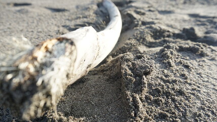 
Long wooden sticks that are textured and located on the sand of the sea on the beach