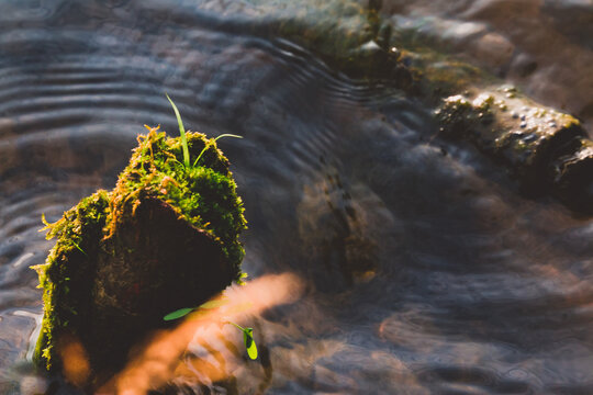 Sph&aacute;gnum green moss stump in water