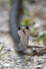 black racer snake