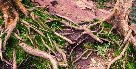 Roots of Tree