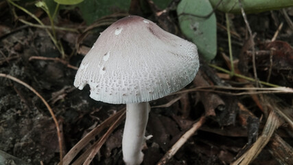 mushroom in the forest