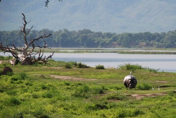 Hipopotam (Hippopotamus amphibius) w symbiozie z ptaszkiem czyszczącym jego skórę nieopodal rzeki Zambezi w Parku Narodowym Mana Pools w Afryce - obrazy, fototapety, plakaty
