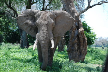 Spotkanie ze słoniem ( loxodonta africana) twarzą w twarz w Parku Narodowym Mana Pools w Zimbabwe w  Afryce  - obrazy, fototapety, plakaty
