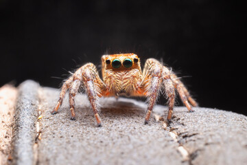 Close up of the jumping spiders on dry branches with black background.  Selective focus of the yellow spider on dry leaf in the morning.