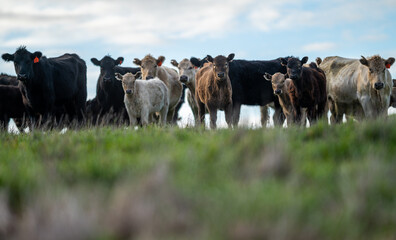 cow grazing in a field