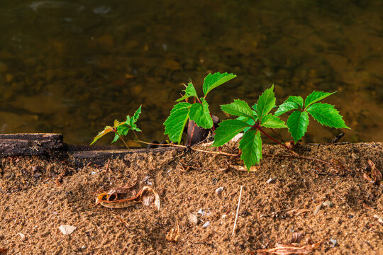 Parthenocissus quinquefolia in the sandy coast